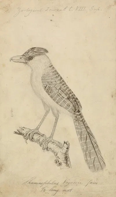 Giant Antshrike by James de Carle Sowerby, 1825 — digital art print download