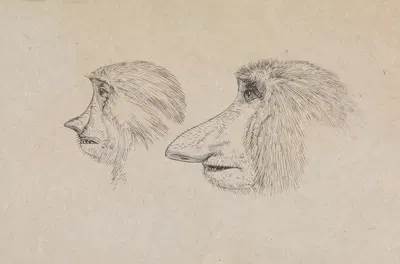 Heads of Two Proboscis Monkeys by James de Carle Sowerby — digital art print download