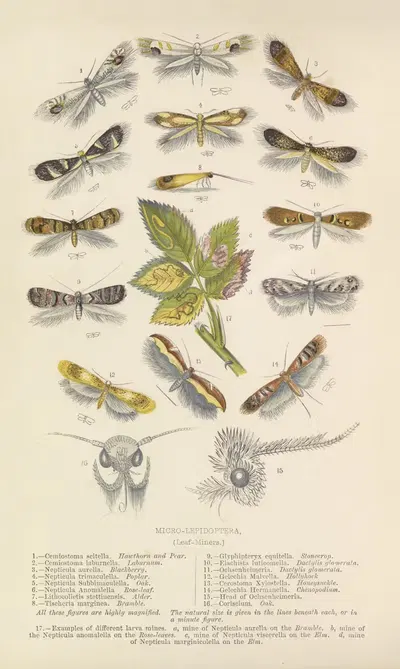 The Micro-Lepidoptera, or Leaf-Miners by Groombridge & Sons, 1871 — digital art print download