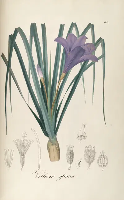 Vellozia glauca by Johann Baptist Emanuel Pohl, 1827 — digital art print download