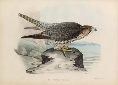 Le lanier hagard by Joseph Wolf, 1848-1853 — digital art print download