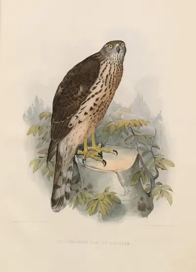 Le tiercelet sors de l'autour by Joseph Wolf, 1848-1853 — digital art print download