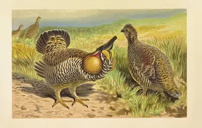 The Pinnated, or Prairie Grouse (Tetrao cupido) by Томас Уотерман Вуд, 1871 — digital art print download