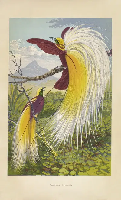 Birds of Paradise (Paradisea Papuans) by Томас Уотерман Вуд, 1871 — digital art print download