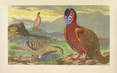 The Horned Pheasants, or Tragopans (Ceriornis Satyra) by Томас Уотерман Вуд, 1871 — digital art print download