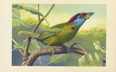 The Blue-cheeked Barbet (Megalaima Asiatica, of Latham) by Томас Уотерман Вуд, 1871 — digital art print download