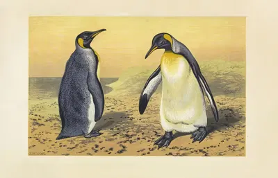 The King Penguin (Apterodytes Pennantii) by Томас Уотерман Вуд, 1871 — digital art print download