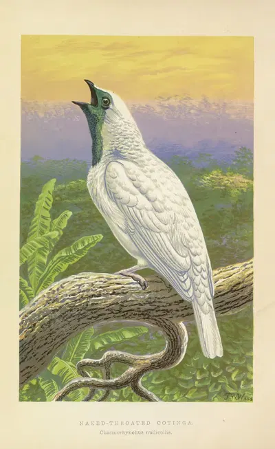 The Naked-Throated Cotinga (Chasmorhynchus nudicollis) by Томас Уотерман Вуд, 1871 — digital art print download