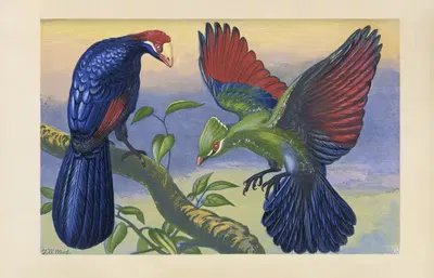 The Touracoes of Africa (Musophagidae) by Томас Уотерман Вуд, 1871 — digital art print download