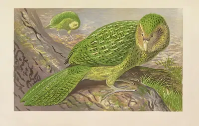 The Owl-Parrot of New Zealand (Strigops habroptilus) by Томас Уотерман Вуд, 1871 — digital art print download