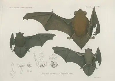 1. Vespertilio macuanus. 2. Vespertilio nanus by Wilhelm Karl Hartwich Peters, 1852 — digital art print download