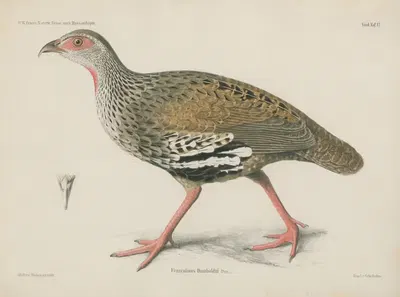 Francolinus Humboldtii by Wilhelm Karl Hartwich Peters, 1852 — digital art print download