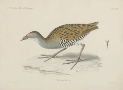 Crex egregia by Wilhelm Karl Hartwich Peters, 1852 — digital art print download