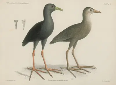 Limnocorax mossambicus by Wilhelm Karl Hartwich Peters, 1852 — digital art print download