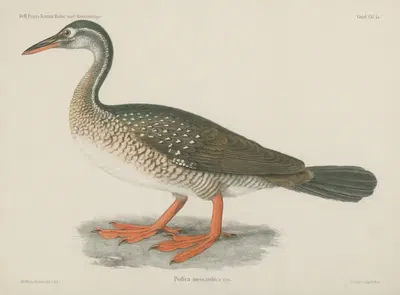 Podica mossambica by Wilhelm Karl Hartwich Peters, 1852 — digital art print download