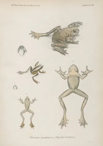 1. Chiromantis xerampelina 2. Hyperolius bivittatus by Wilhelm Karl Hartwich Peters, 1852 — digital art print download