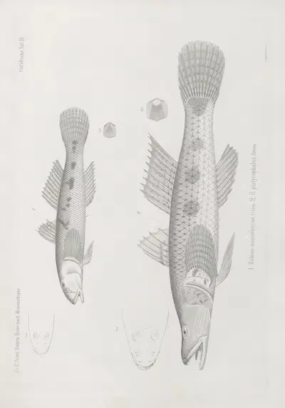 1. Gobius aeneofuscus 2. G. platycephalus by Wilhelm Karl Hartwich Peters, 1852 — digital art print download