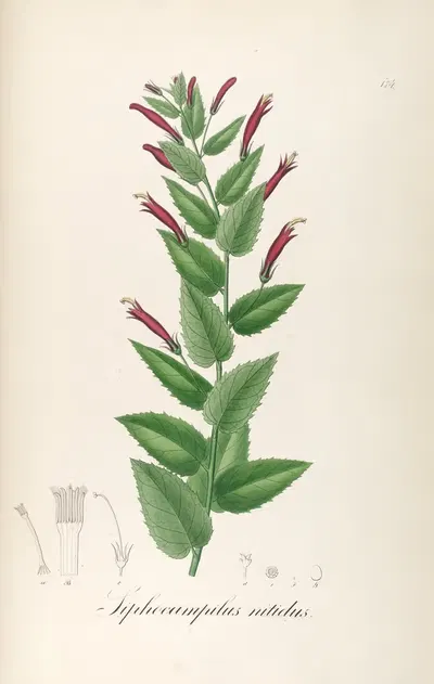 Siphocampylus nitidus by Johann Baptist Emanuel Pohl, 1827 — digital art print download