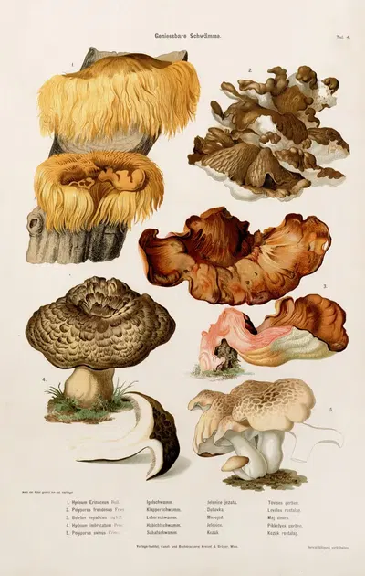 Edible Mushrooms Pl.4 by Kreisel & Gröger — digital art print download