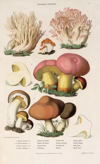 Edible Mushrooms Pl.5 by Kreisel & Gröger — digital art print download