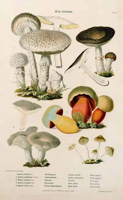 Poisonous Mushrooms Pl.12 by Kreisel & Gröger — digital art print download
