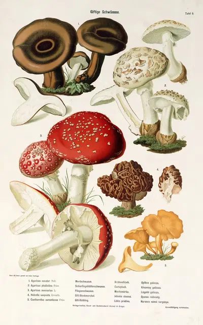 Poisonous Mushrooms Pl.9 by Kreisel & Gröger — digital art print download