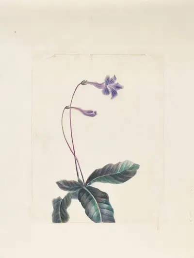 Plants drawn by Miss Brooks from living specimens Pl.37 by Mary Ann Brooks, 1838-1848 — digital art print download