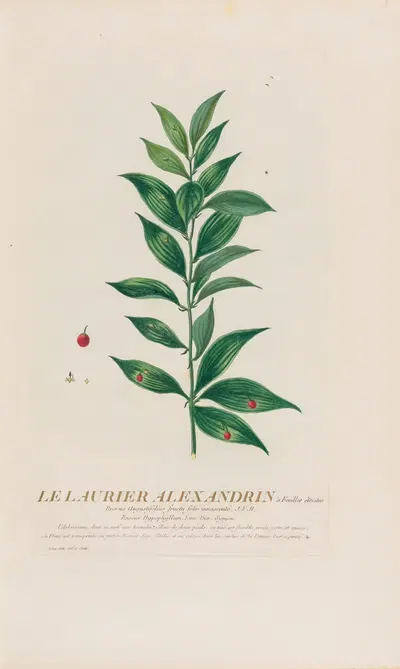 Le Laurier Alexandrin à Feuilles étroités by Pierre Philippe Alyon, 1787 — digital art print download