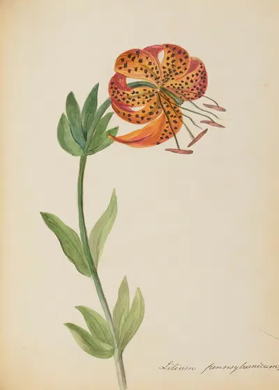 Lilium pennsylvanicum by Rebecca Wistar Morris Nourse, 1856 — digital art print download