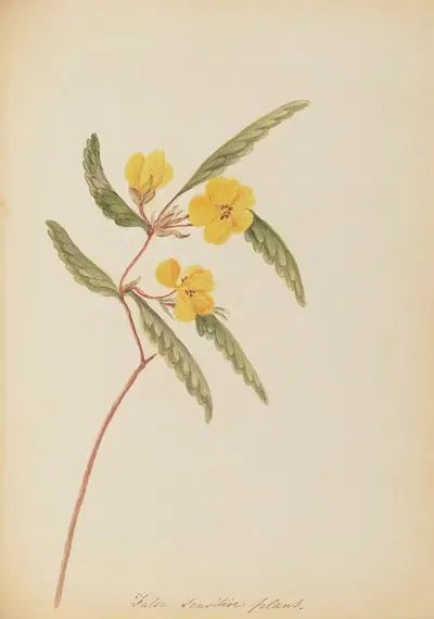 False sensitive plant by Rebecca Wistar Morris Nourse, 1856 — digital art print download