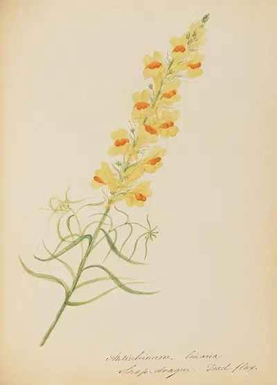 Antirrhinum. linaria Snap-dragon- Toad-flax by Rebecca Wistar Morris Nourse, 1856 — digital art print download