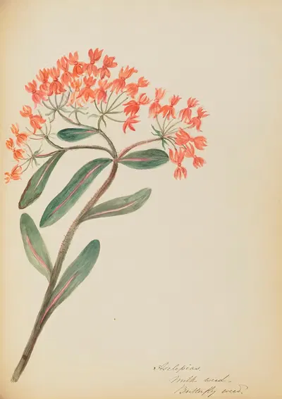 Asclepias. Milk weed. Butterfly weed by Rebecca Wistar Morris Nourse, 1856 — digital art print download
