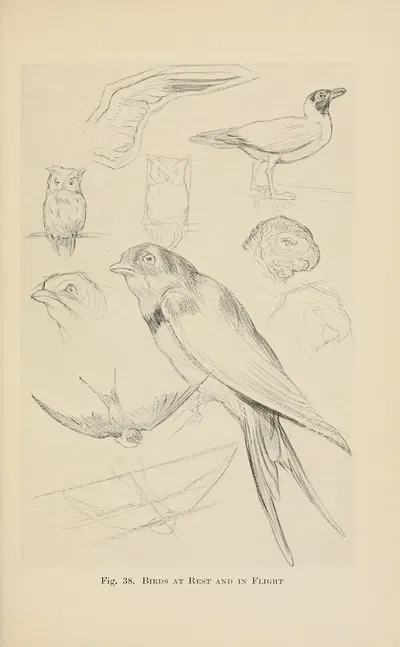 Drawing for beginners Pl.17 by Dorothy Furniss — digital art print download