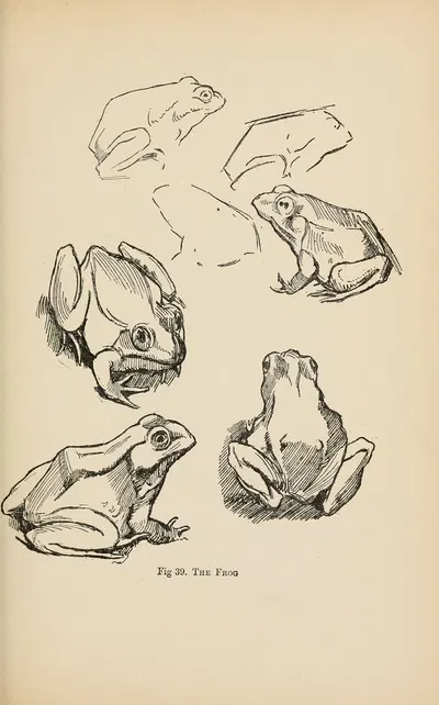 Drawing for beginners Pl.18 by Dorothy Furniss — digital art print download