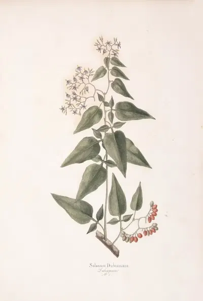 Solanum dulcamara by Antonio Targioni-Tozzetti, 1824 — digital art print download
