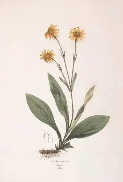 Arnica montana by Antonio Targioni-Tozzetti, 1824 — digital art print download