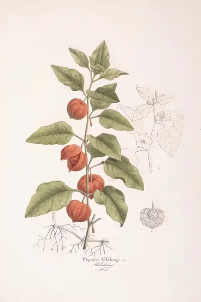 Physalis alkekengi by Antonio Targioni-Tozzetti, 1824 — digital art print download