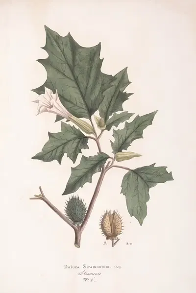 Datura stramonium by Antonio Targioni-Tozzetti, 1824 — digital art print download