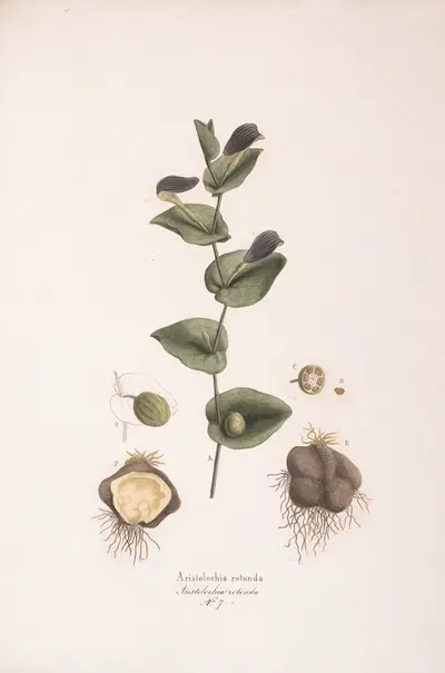 Aristolochia rotunda by Antonio Targioni-Tozzetti, 1824 — digital art print download