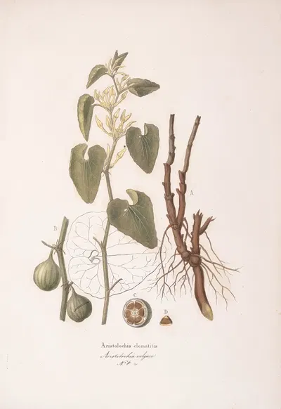 Aristolochia clematitis by Antonio Targioni-Tozzetti, 1824 — digital art print download