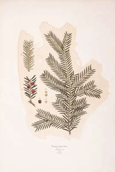 Taxus baccata by Antonio Targioni-Tozzetti, 1824 — digital art print download