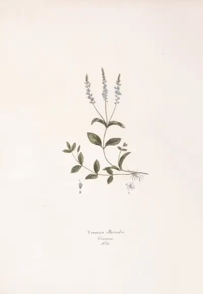 Veronica officinalis by Antonio Targioni-Tozzetti, 1824 — digital art print download