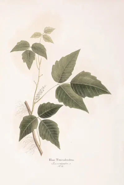 Rhus toxicodendron by Antonio Targioni-Tozzetti, 1824 — digital art print download