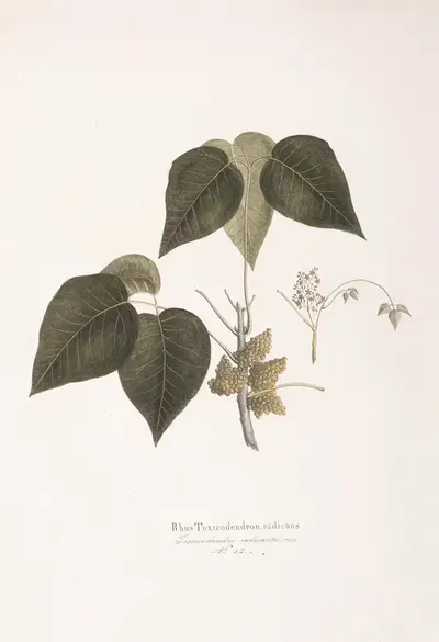 Rhus toxicodendron by Antonio Targioni-Tozzetti, 1824 — digital art print download