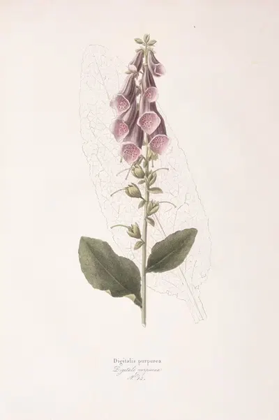 Digitalis purpurea by Antonio Targioni-Tozzetti, 1824 — digital art print download