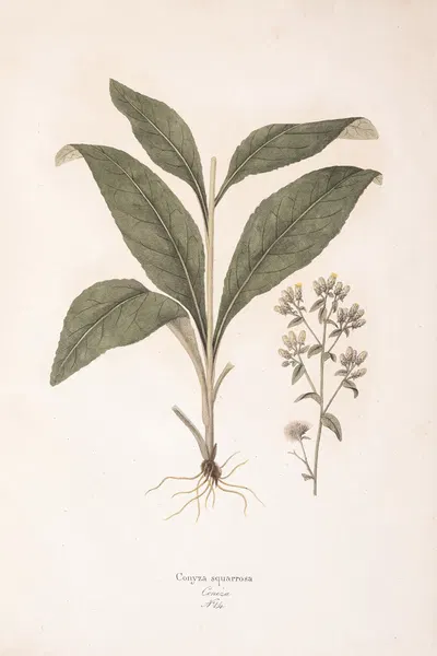 Conyza squarrosa by Antonio Targioni-Tozzetti, 1824 — digital art print download