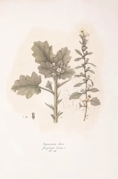 Hyoscyamus albus by Antonio Targioni-Tozzetti, 1824 — digital art print download