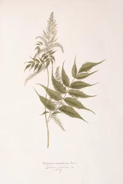 Datisca cannabina by Antonio Targioni-Tozzetti, 1824 — digital art print download