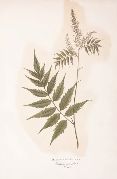Datisca cannabina by Antonio Targioni-Tozzetti, 1824 — digital art print download