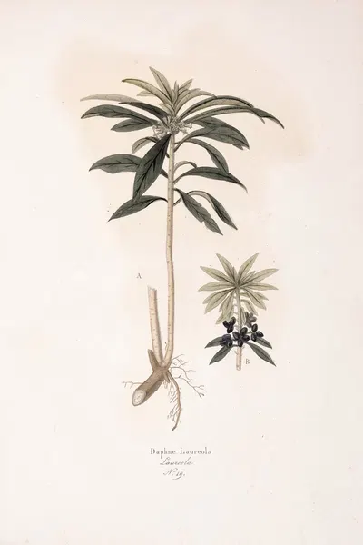 Daphne Laureola by Antonio Targioni-Tozzetti, 1824 — digital art print download